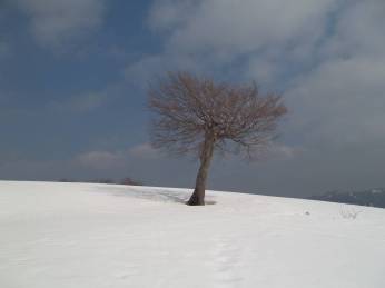 Il faggio solitario (Monte Tavola)